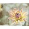 Impression Flower by Jessica Manelis 20" x 16" Canvas Wall Art